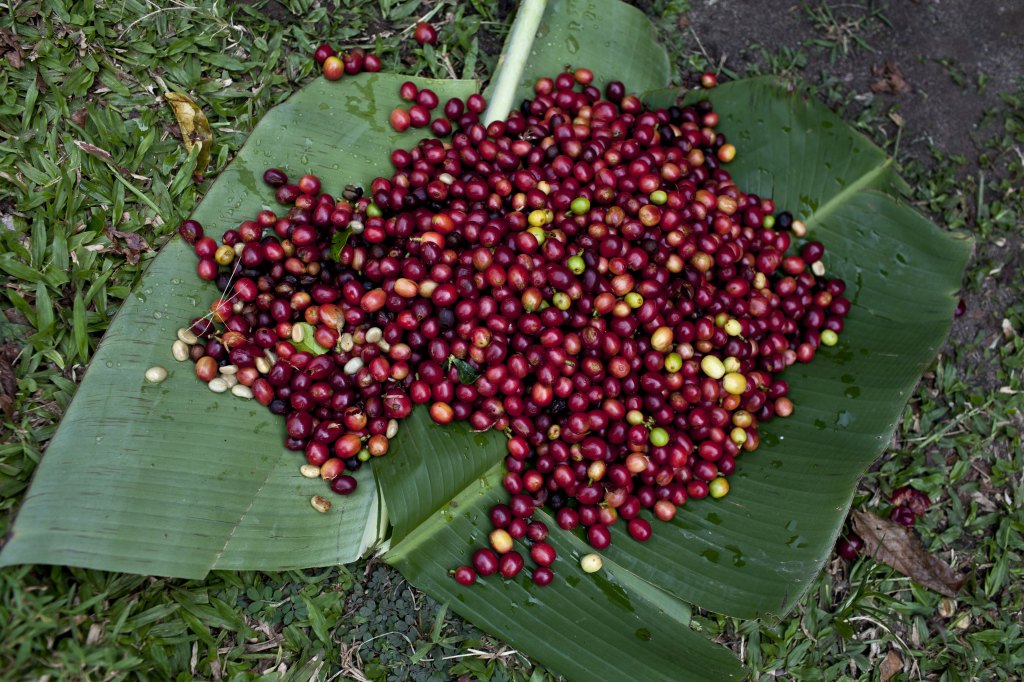 Image of a big pile of cherries.