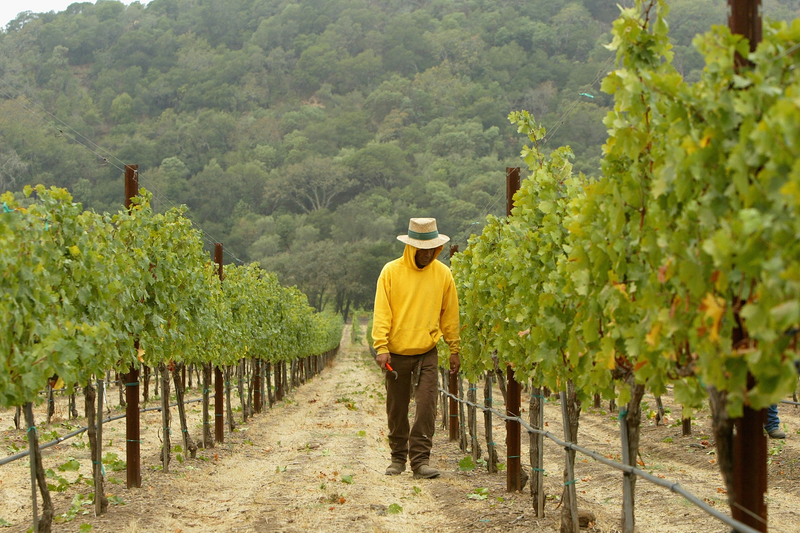 A worker inspects cabernet sauvignon wine grapes at the Stags' Leap Winery in Napa, California.